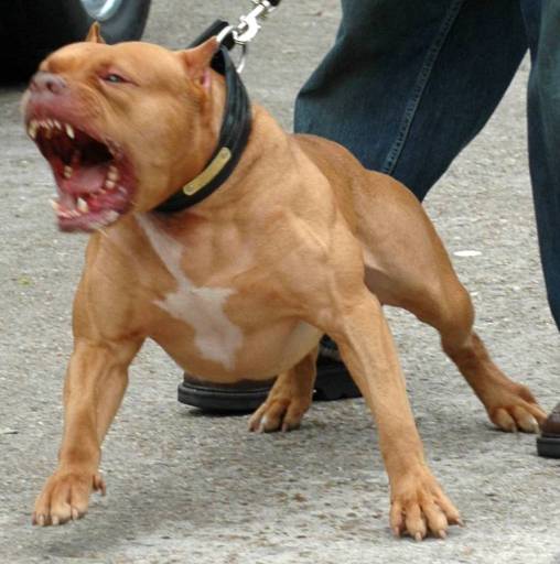 1288699090_pitbull.jpg